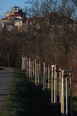 Třešňová alej na Kapitolu v Michli
