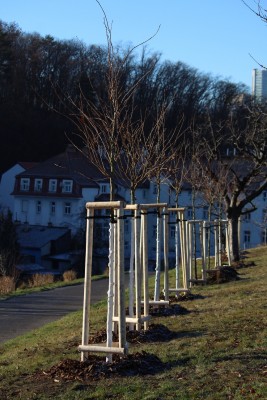 Třešňová alej na Kapitolu v Michli