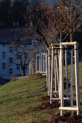 Třešňová alej na Kapitolu v Michli