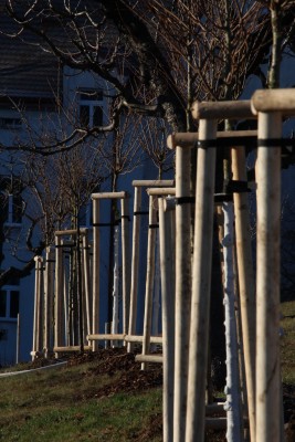 Třešňová alej na Kapitolu v Michli