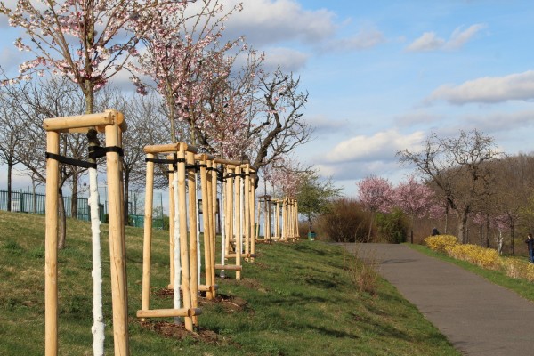 Třešňová alej na Kapitolu v Michli