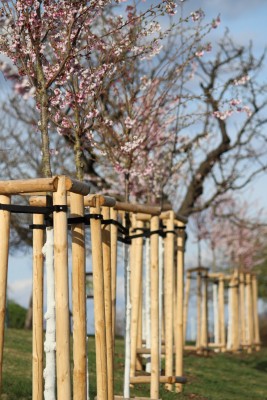 Třešňová alej na Kapitolu v Michli