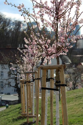 Třešňová alej na Kapitolu v Michli