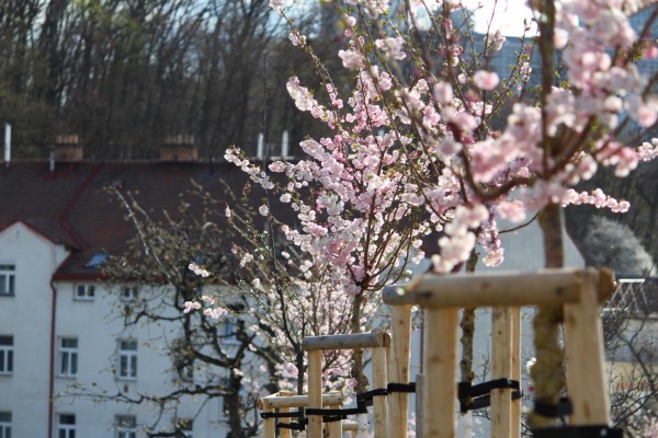 Třešňová alej na Kapitolu v Michli