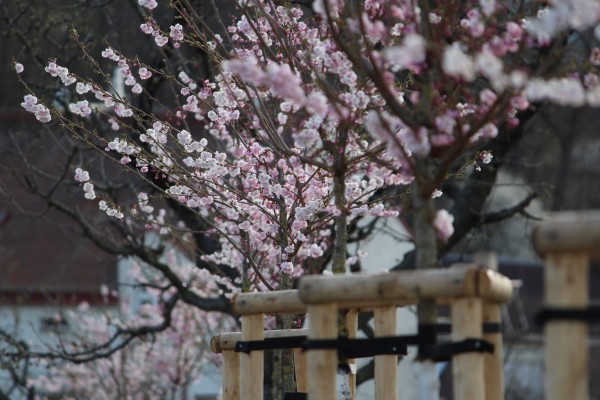 Třešňová alej na Kapitolu v Michli