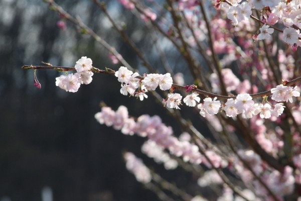 Třešňová alej na Kapitolu v Michli