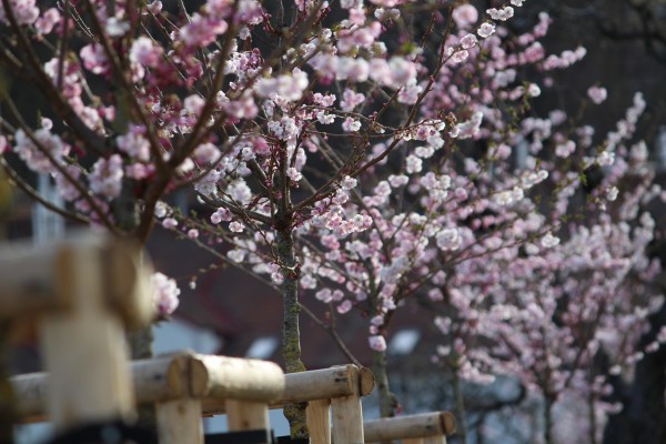 Třešňová alej na Kapitolu v Michli
