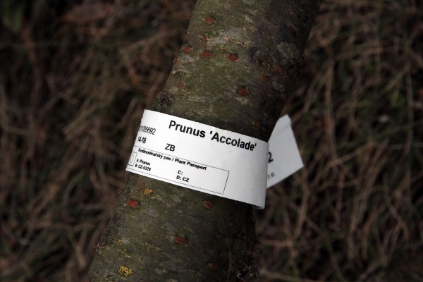 Třešeň chloupkatá var. Accolade