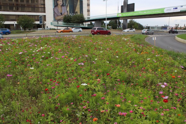 Květnatá louka 5. května