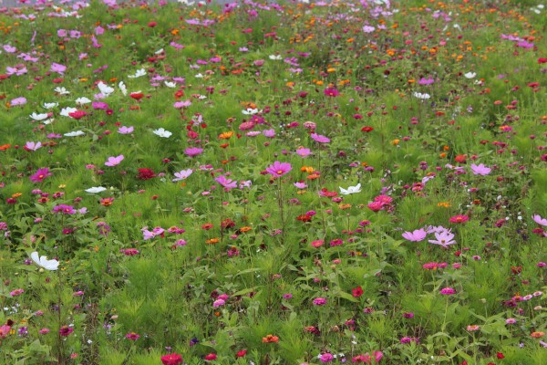 Květnatá louka 5. května