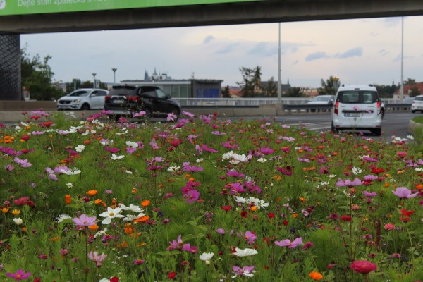 Květnatá louka 5. května