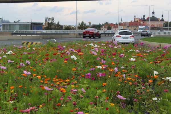 Květnatá louka 5. května
