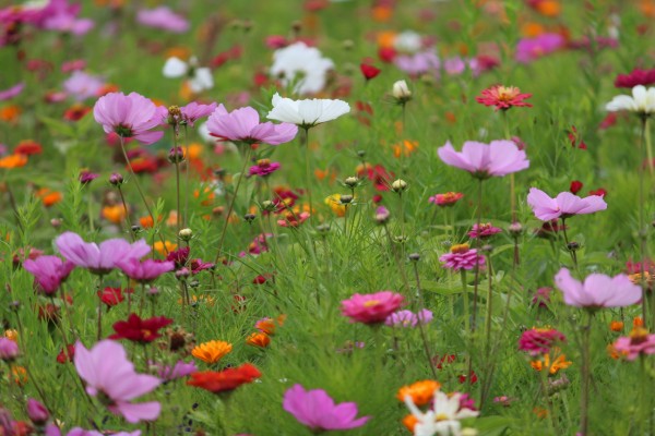 Květnatá louka 5. května