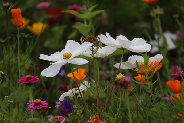 Květnatá louka 5. května