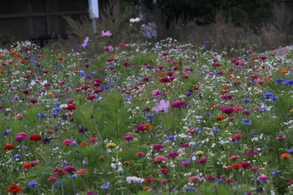 Květnatá louka 5. května