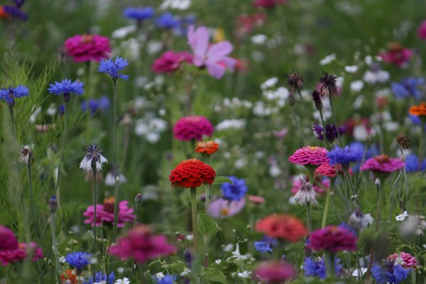 Květnatá louka 5. května