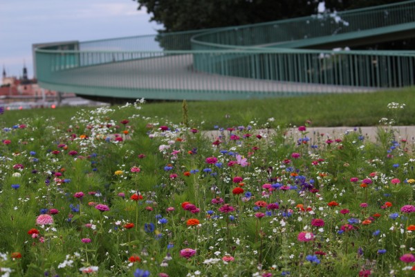 Květnatá louka 5. května
