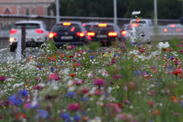 Květnatá louka 5. května