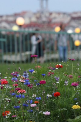 Květnatá louka 5. května