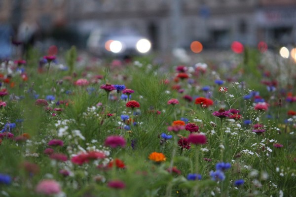 Květnatá louka 5. května
