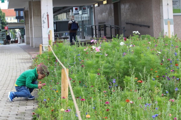 Květnatá louka Antala Staška, srpen 2021