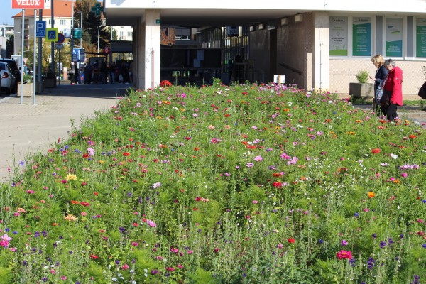 Květnatá louka Antala Staška, říjen 2022