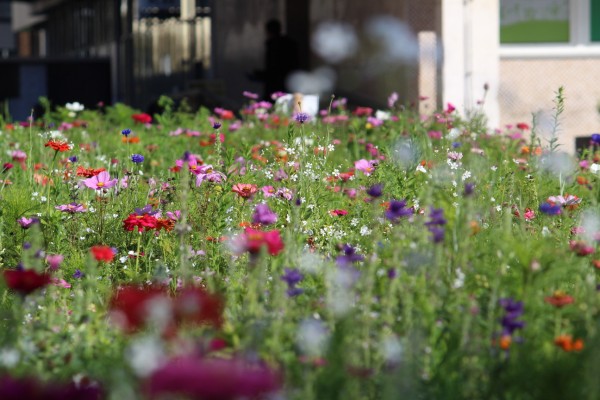 Květnatá louka Antala Staška, říjen 2022