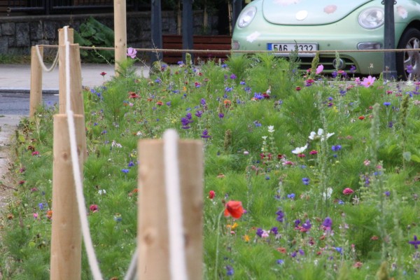 Květnatá louka Antala Staška