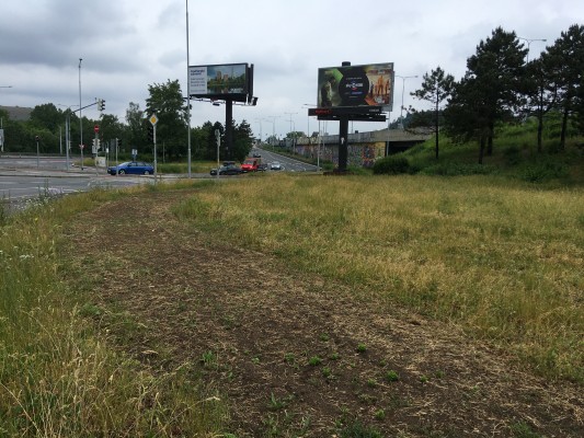 Čerstvě osetá květnatá louka Barrandovský most