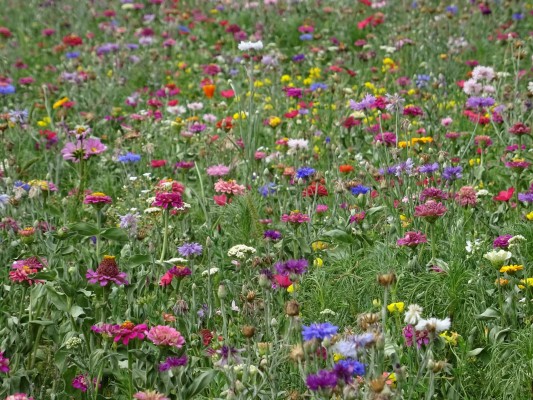 Květnatá louka Barrandovský most