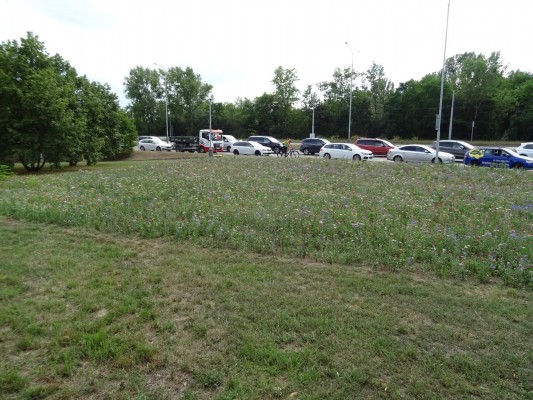 Květnatá louka Barrandovský most