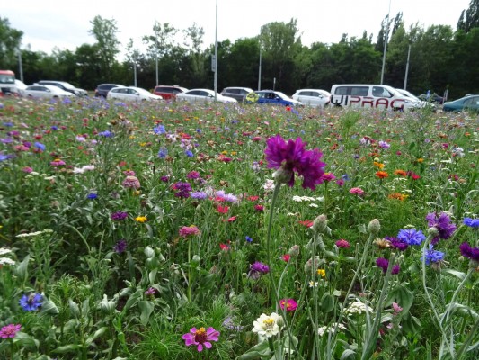 Květnatá louka Barrandovský most