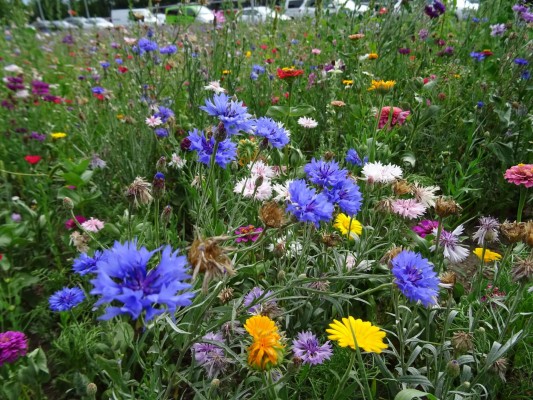 Květnatá louka Barrandovský most