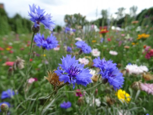 Květnatá louka Barrandovský most
