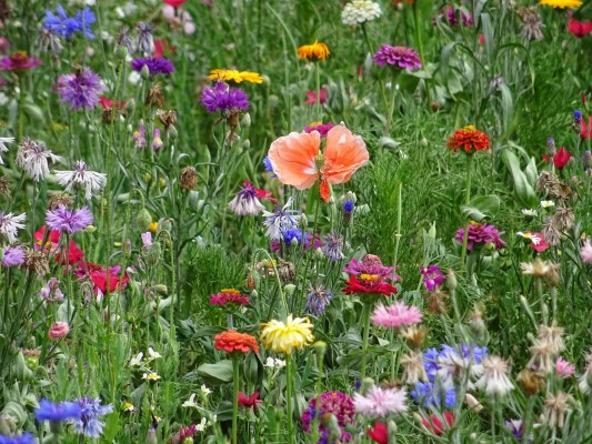 Květnatá louka Barrandovský most