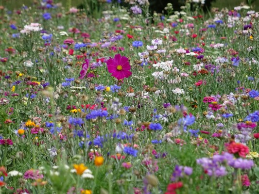 Květnatá louka Barrandovský most