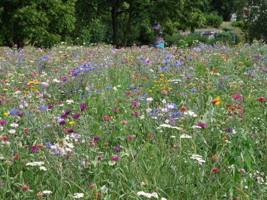 Květnatá louka Barrandovský most
