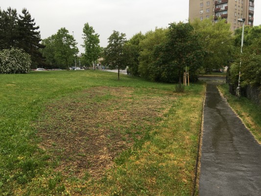 Květnatá louka hlavní čerstvě po osetí, 1. část