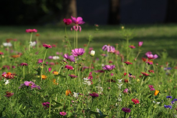 Květnatá louka Hlavní