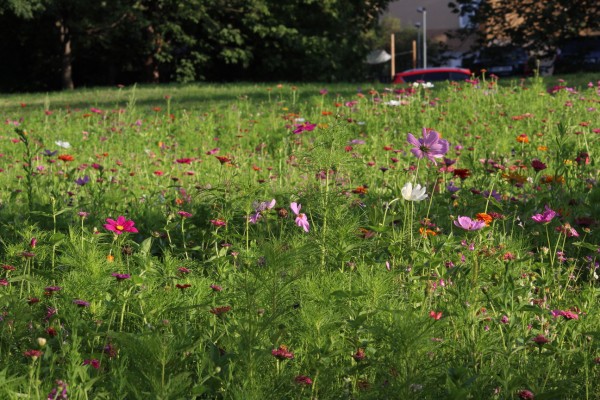 Květnatá louka Hlavní