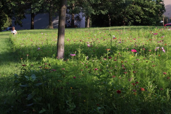 Květnatá louka Hlavní