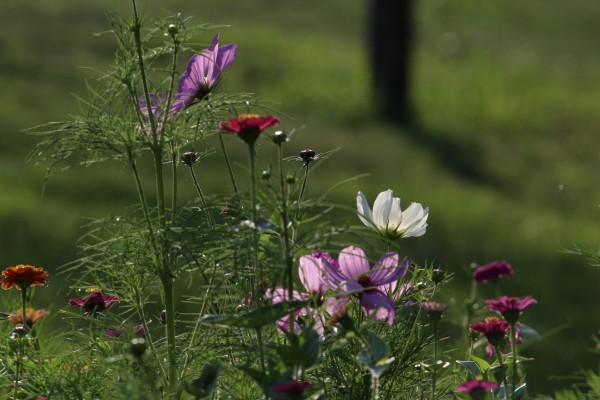 Květnatá louka Hlavní
