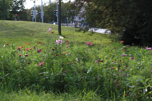 Květnatá louka Hlavní