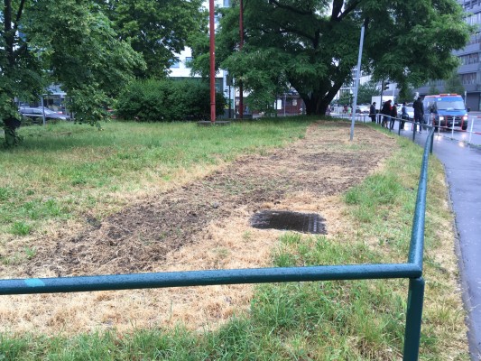 Čerstvě osetá květnatá louka Hvězdova