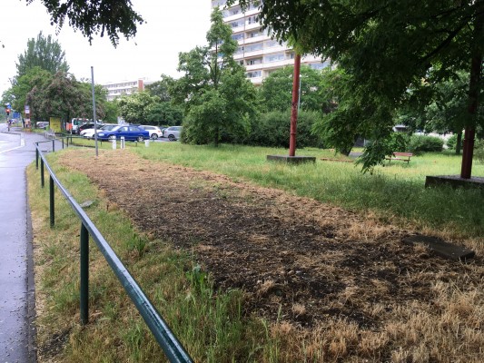 Čerstvě osetá květnatá louka Hvězdova