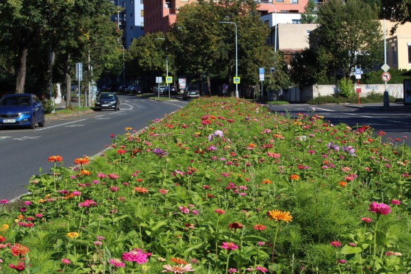 Květnatá louka Jeremenkova