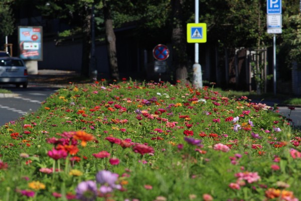Květnatá louka Jeremenkova