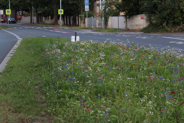 Květnatá louka Jeremenkova