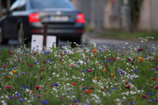 Květnatá louka Jeremenkova