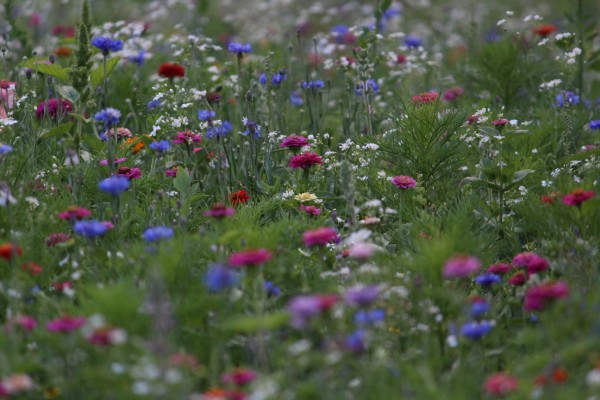 Květnatá louka Jeremenkova